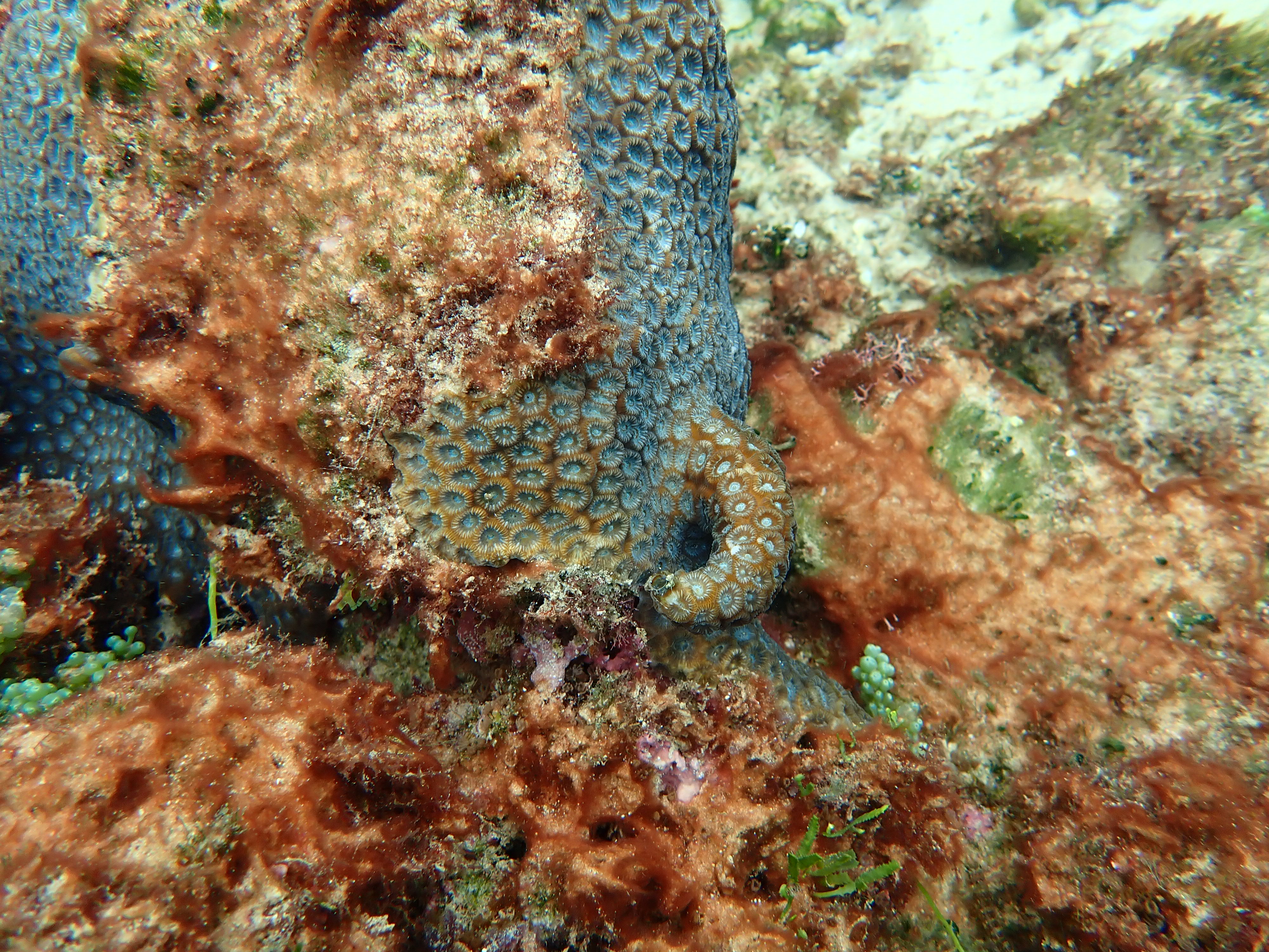 Learn About – Coral Disease – Coral Reef Health